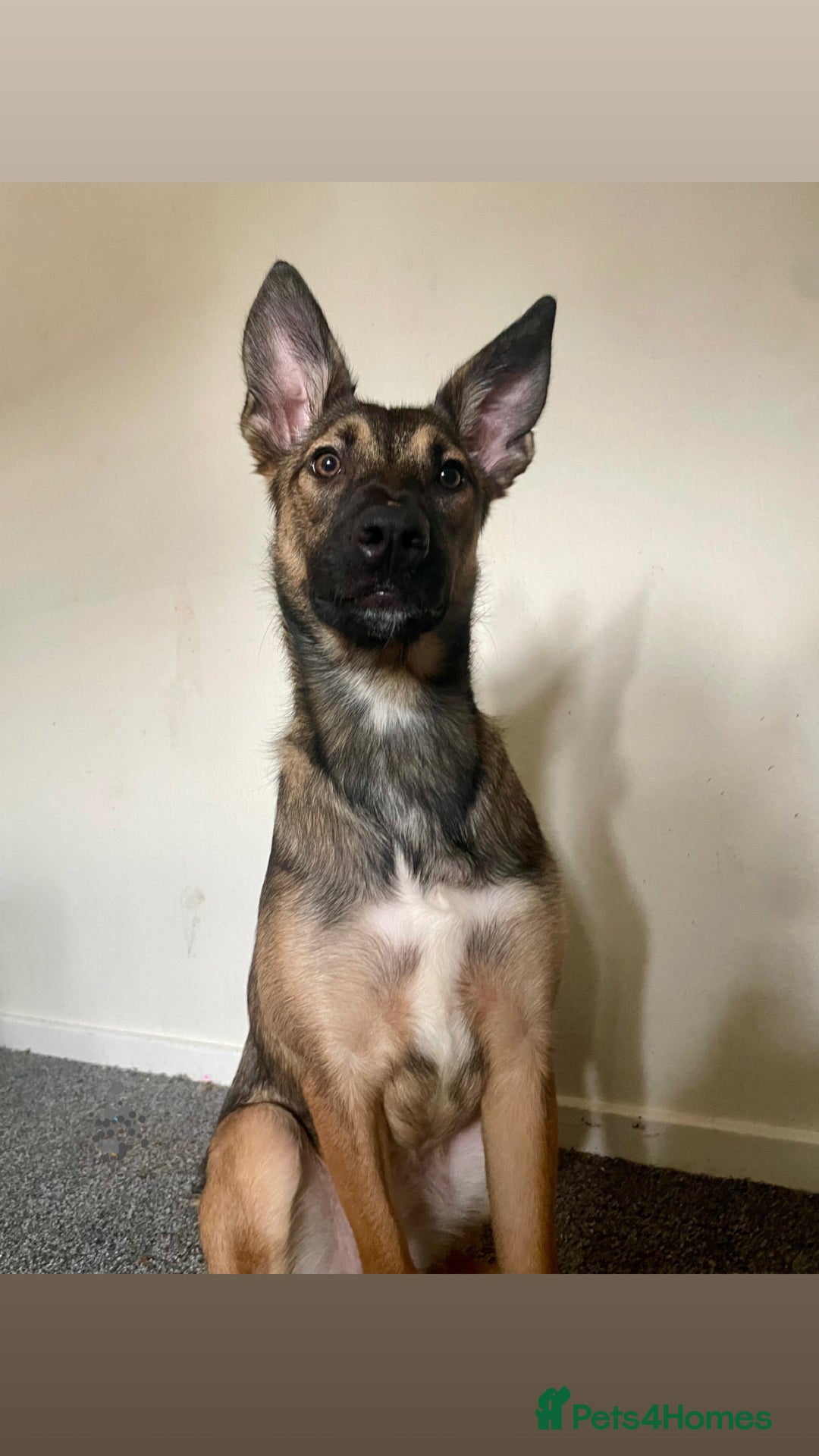 Mixed Breed dogs for sale: Faun  - Image 1