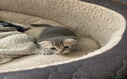 Scottish Fold cats for sale: Beautiful Scottish fold kittens - Image 18