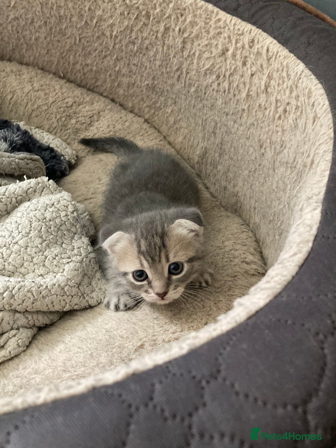 Scottish Fold cats for sale: Beautiful Scottish fold kittens - Image 18
