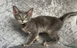 Bengal cats for sale: Striking Blue TICA Male Bengal Kittens 💙  - Image 24