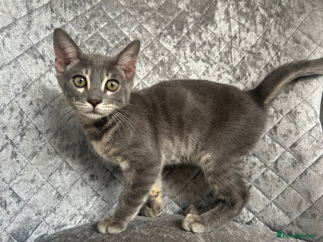 Bengal cats for sale: Striking Blue TICA Male Bengal Kittens 💙  - Image 24