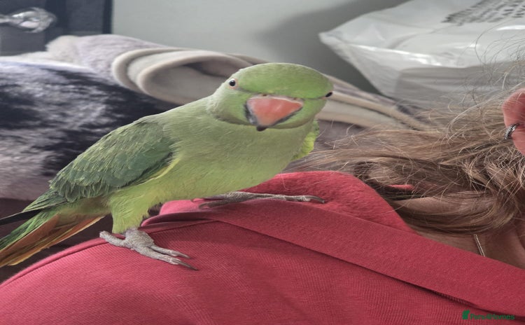 Parrots birds - Advert 4
