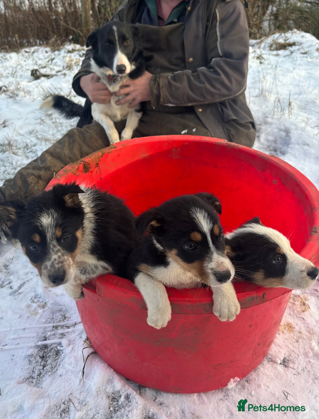 Border Collie dogs for sale: Collie puppies  - Advert 5