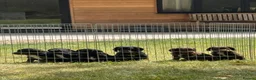 Cocker Spaniel dogs for sale: Working cocker spaniel puppies KC REGISTERED - Advert 2