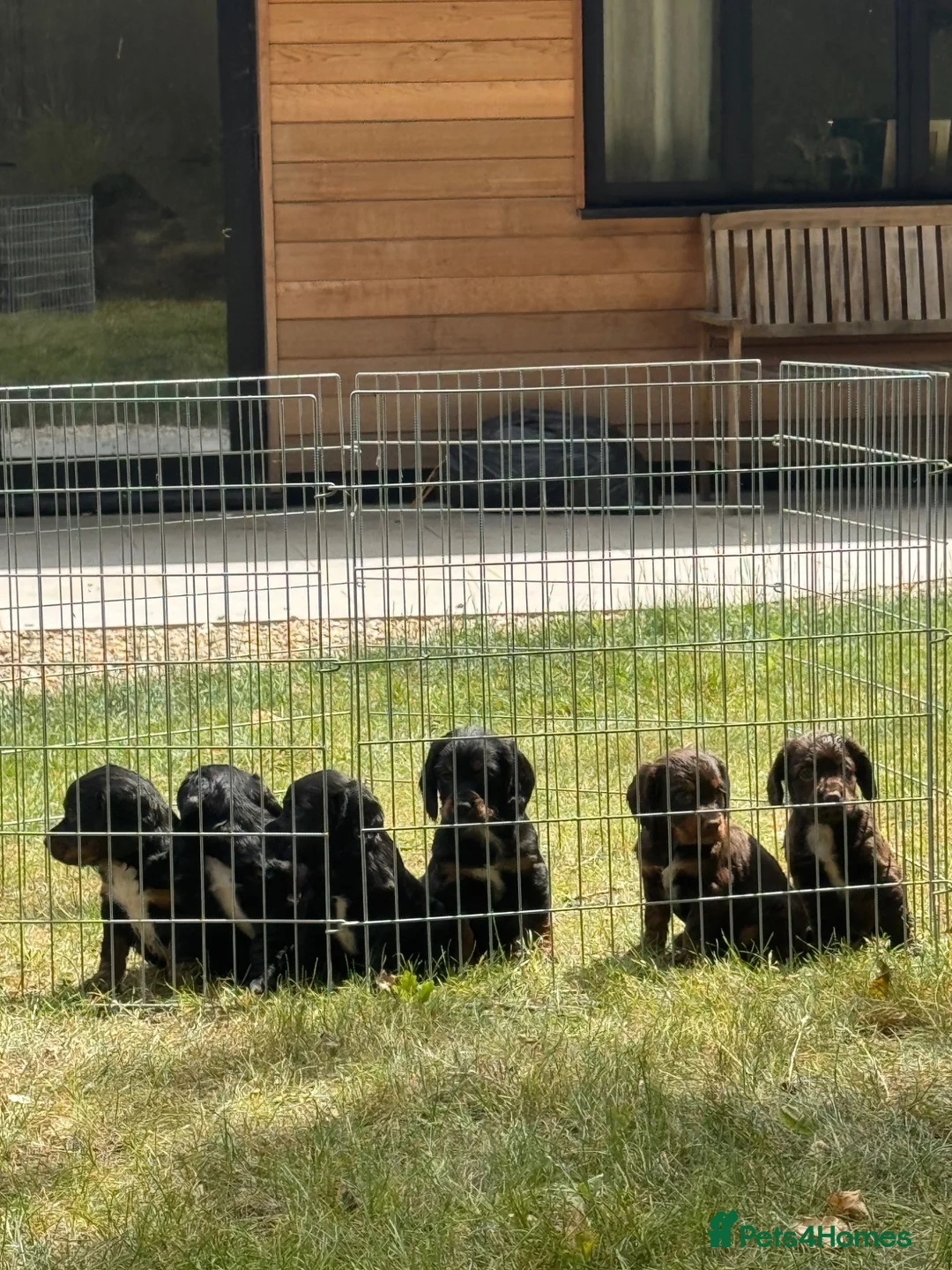 Cocker Spaniel dogs for sale: Working cocker spaniel puppies KC REGISTERED - Advert 2