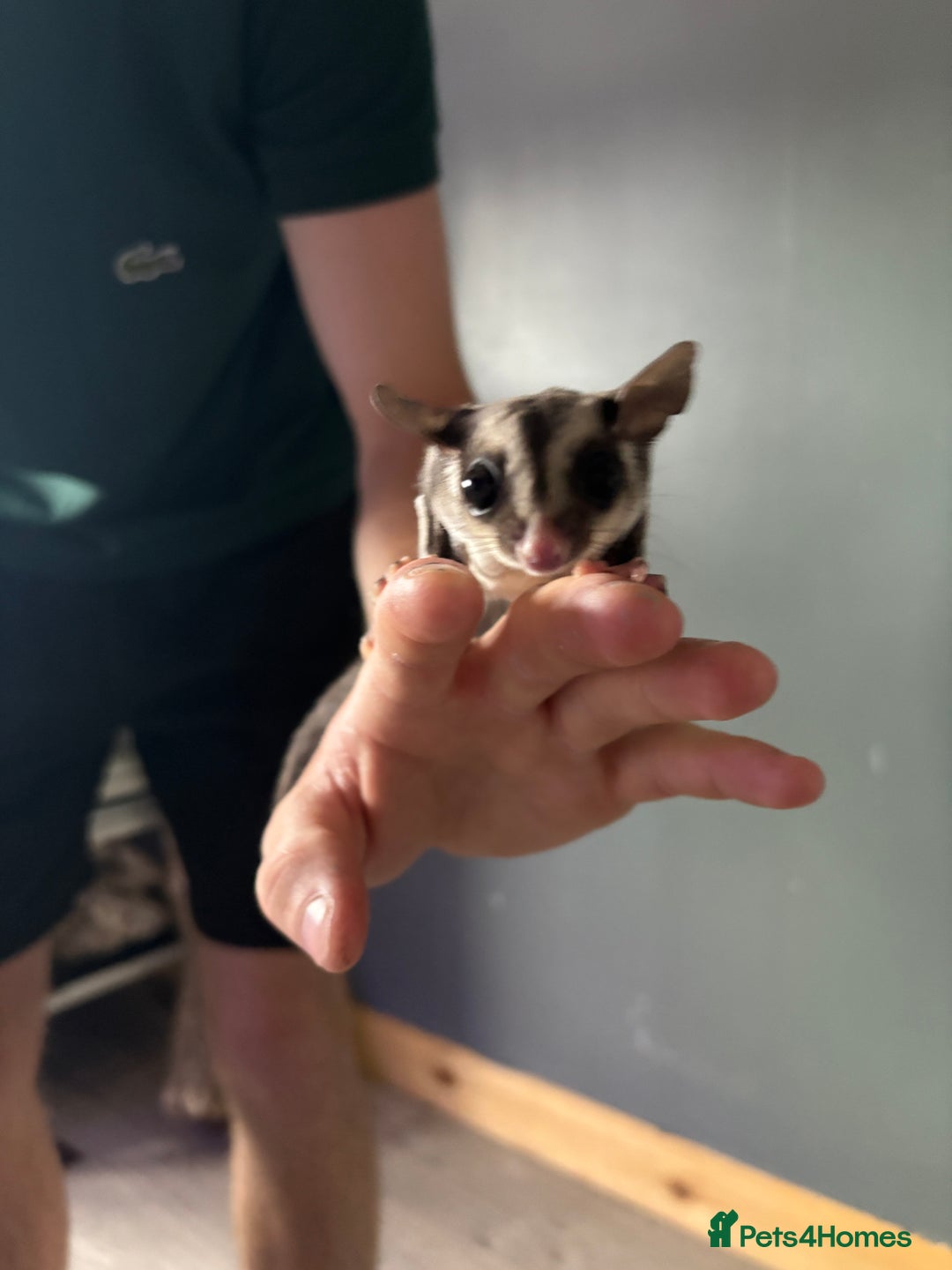 Sugar Glider rodents for sale: 2 baby sugar gliders "twins"  - Image 2