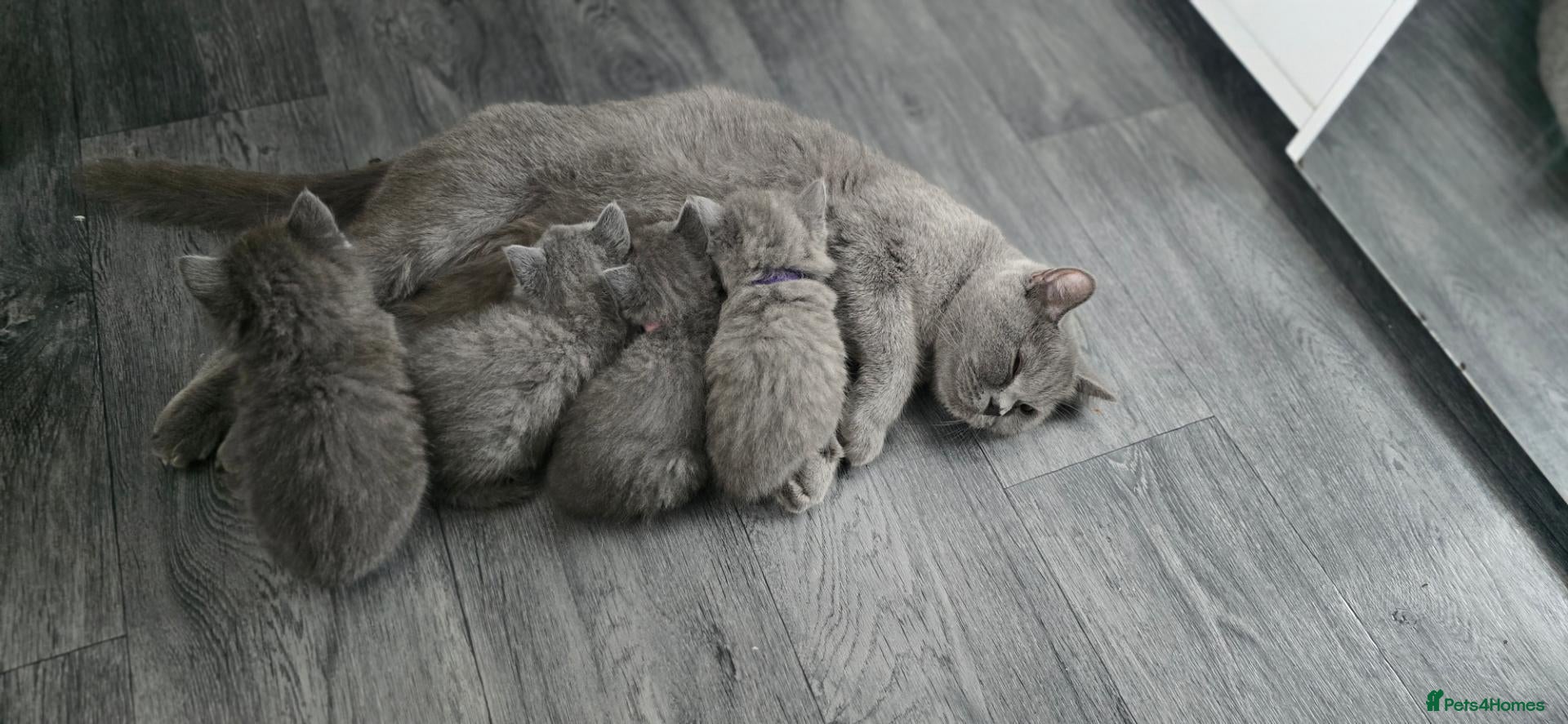 British Shorthair cats British Shorthair kittens  - Advert 1