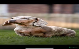 Miniature Dachshund dogs for stud: Kc reg miniature dachshunds for stud  - Image 14