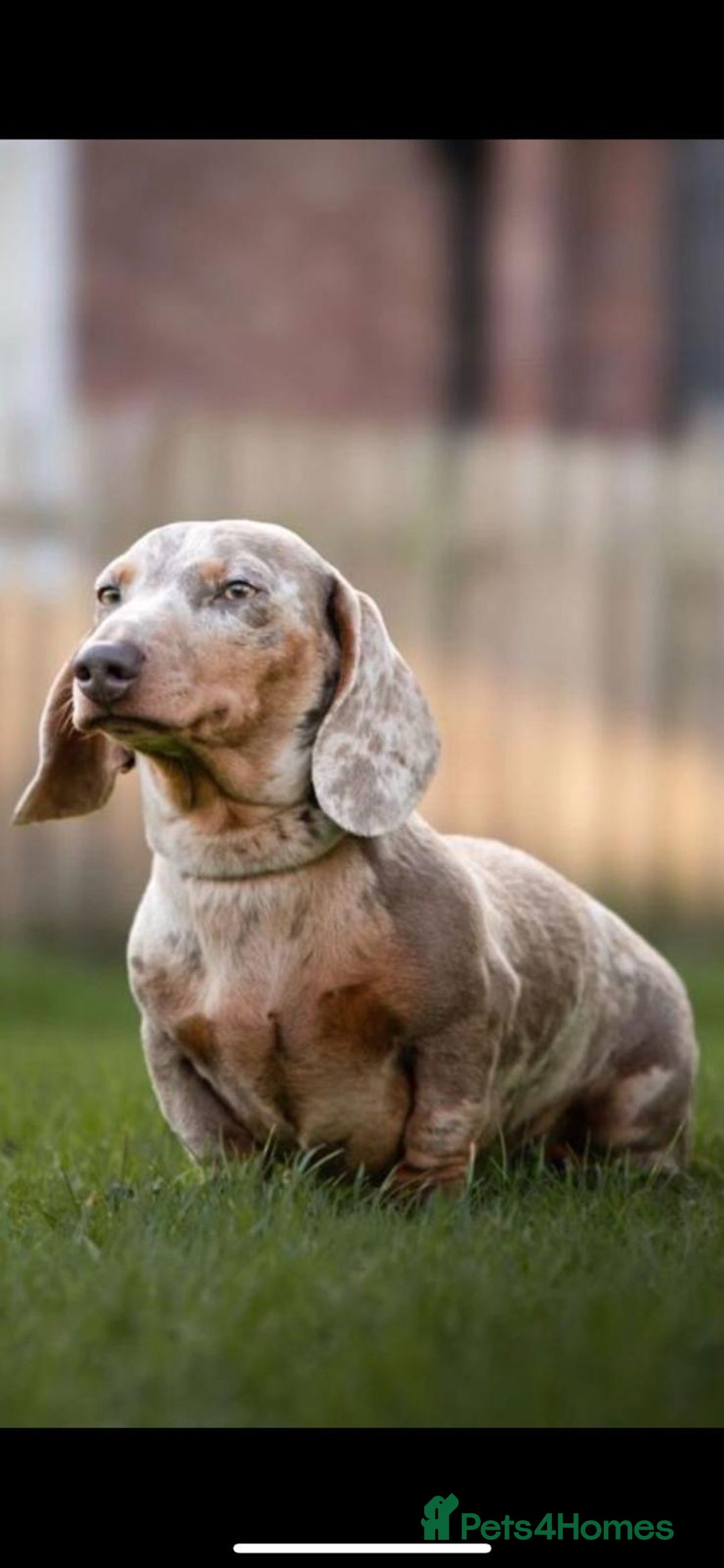 Miniature Dachshund dogs for stud: Kc reg miniature dachshunds for stud  - Image 14