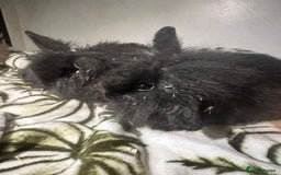 Mini Lion Lop rabbits for sale: Mini lion lop babies  - Image 3