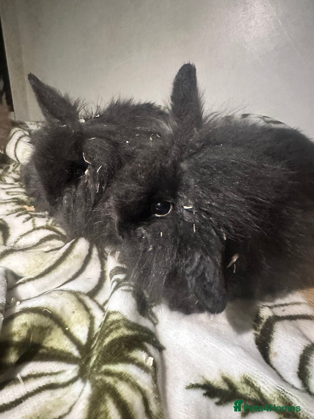 Mini Lion Lop rabbits for sale: Mini lion lop babies  - Image 3