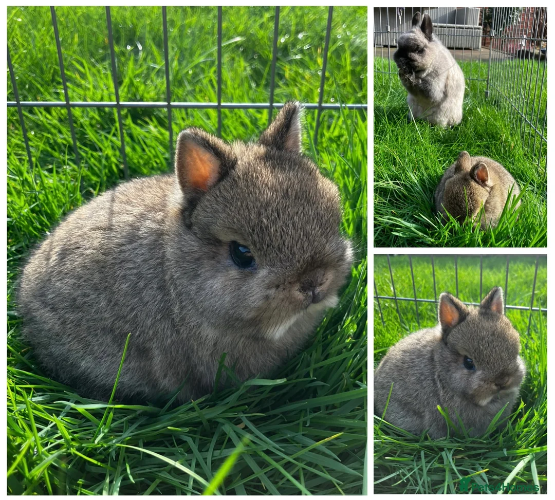 Netherland Dwarf rabbits for sale: Two Male Agouti Netherland Dwarfs - Advert 1