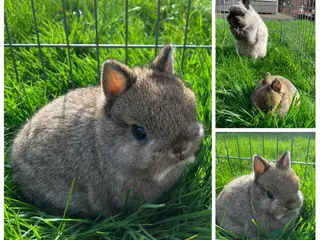 Netherland Dwarf rabbits Two Male Agouti Netherland Dwarfs - Advert 1