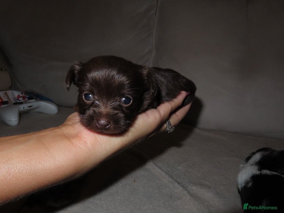 Chorkie dogs for sale: Beautiful Chorkie puppies for sale - Image 4