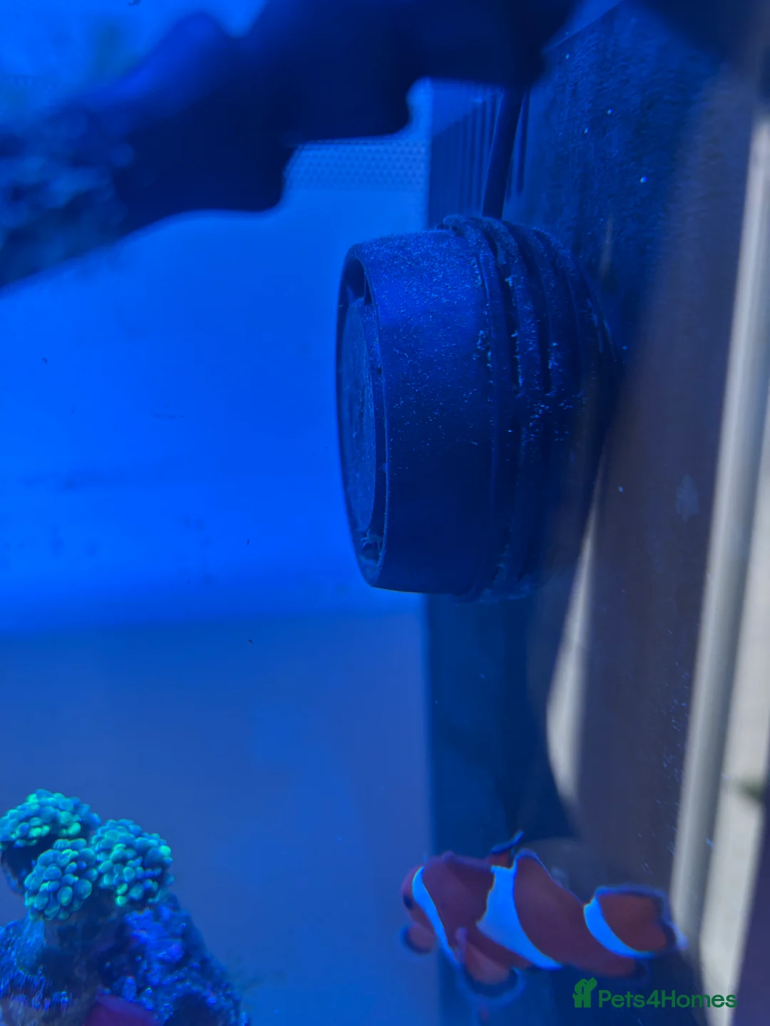 Other/Mixed Breed fish for sale: Fully set up reef tank  in York - Advert 8