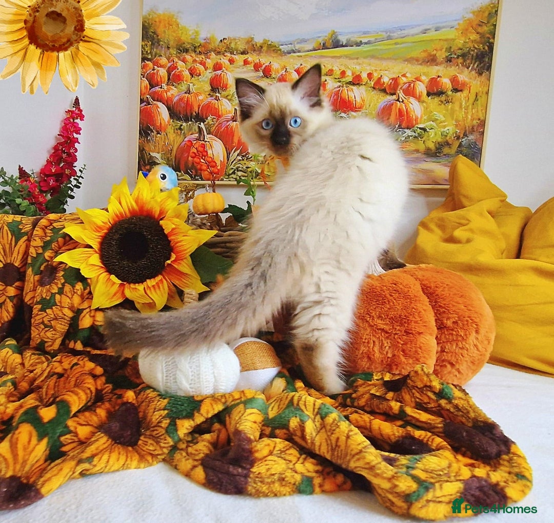 Ragdoll cats for sale: GCCF Ragdoll Kittens - Outstanding!  - Image 23