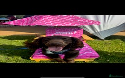 Sprocker dogs for stud: Stunning Cocker Spaniel Cross for Stud  - Image 11