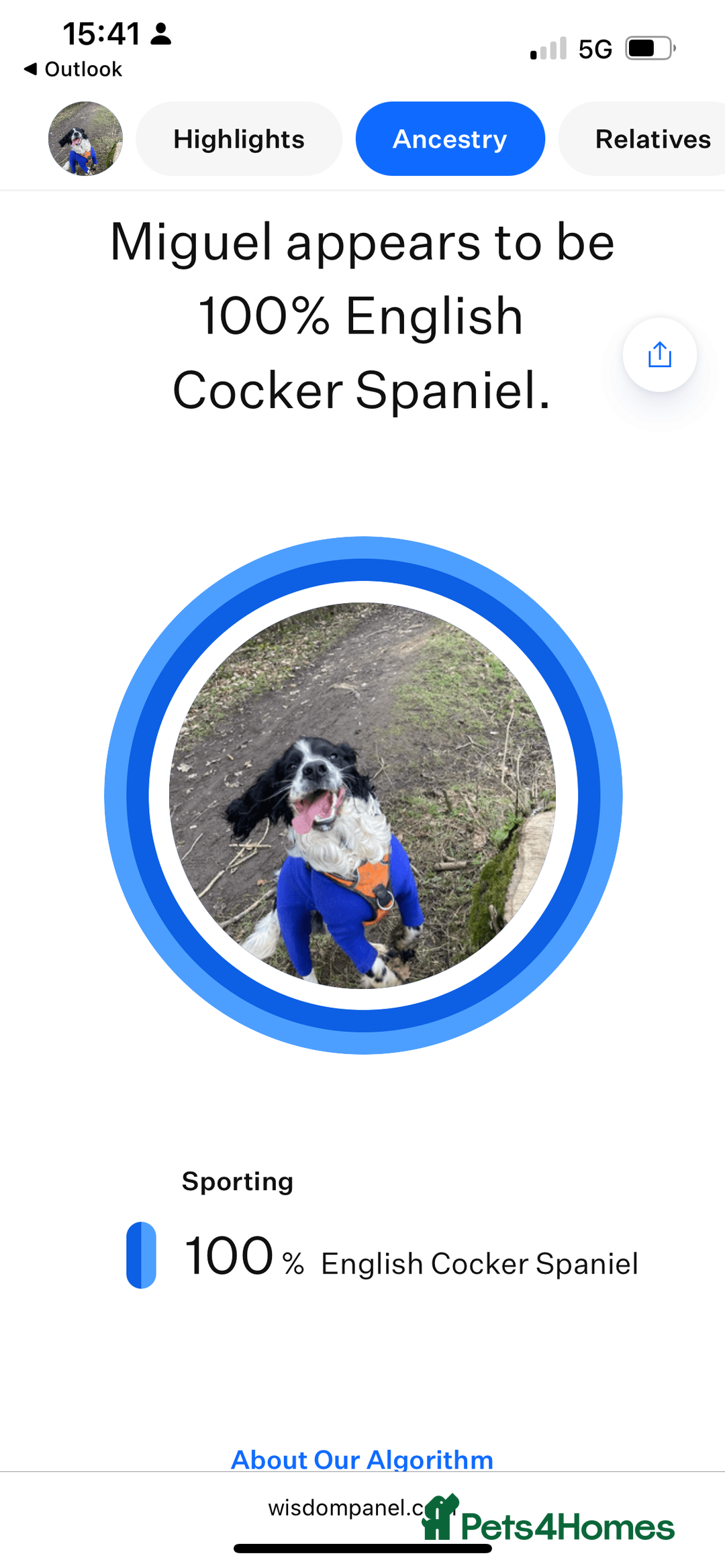 Cocker Spaniel dogs for stud: Cocker Spaniel for stud - Image 7
