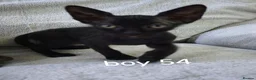 Mixed Breed cats for sale: Mixed sphinx kittens for sale  in Rotherham - Advert 5
