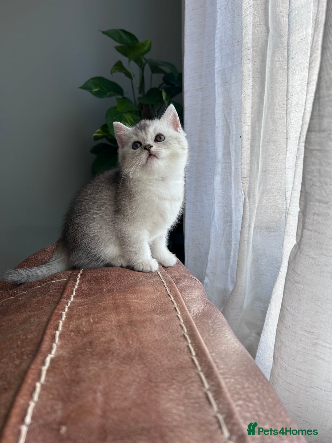 Scottish Fold cats for sale: Little buddies looking for home - Advert 22