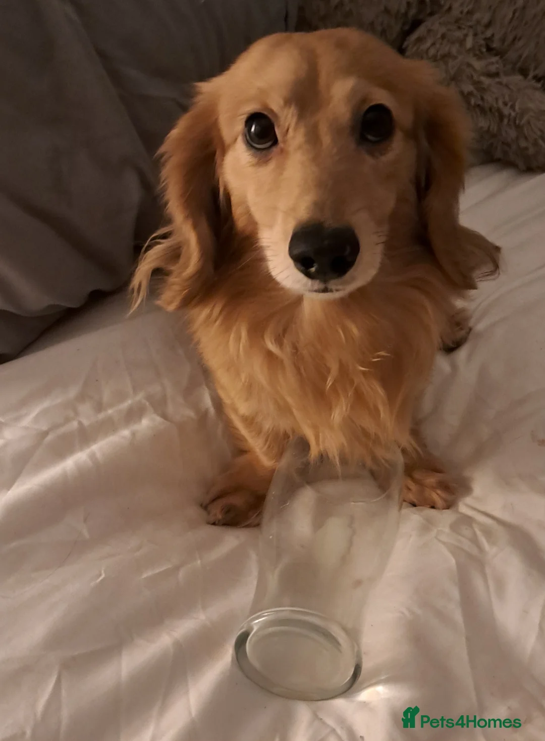 Miniature Dachshund dogs for stud: STUD 100% Long Haired Cream Miniature Dachshund - Advert 2