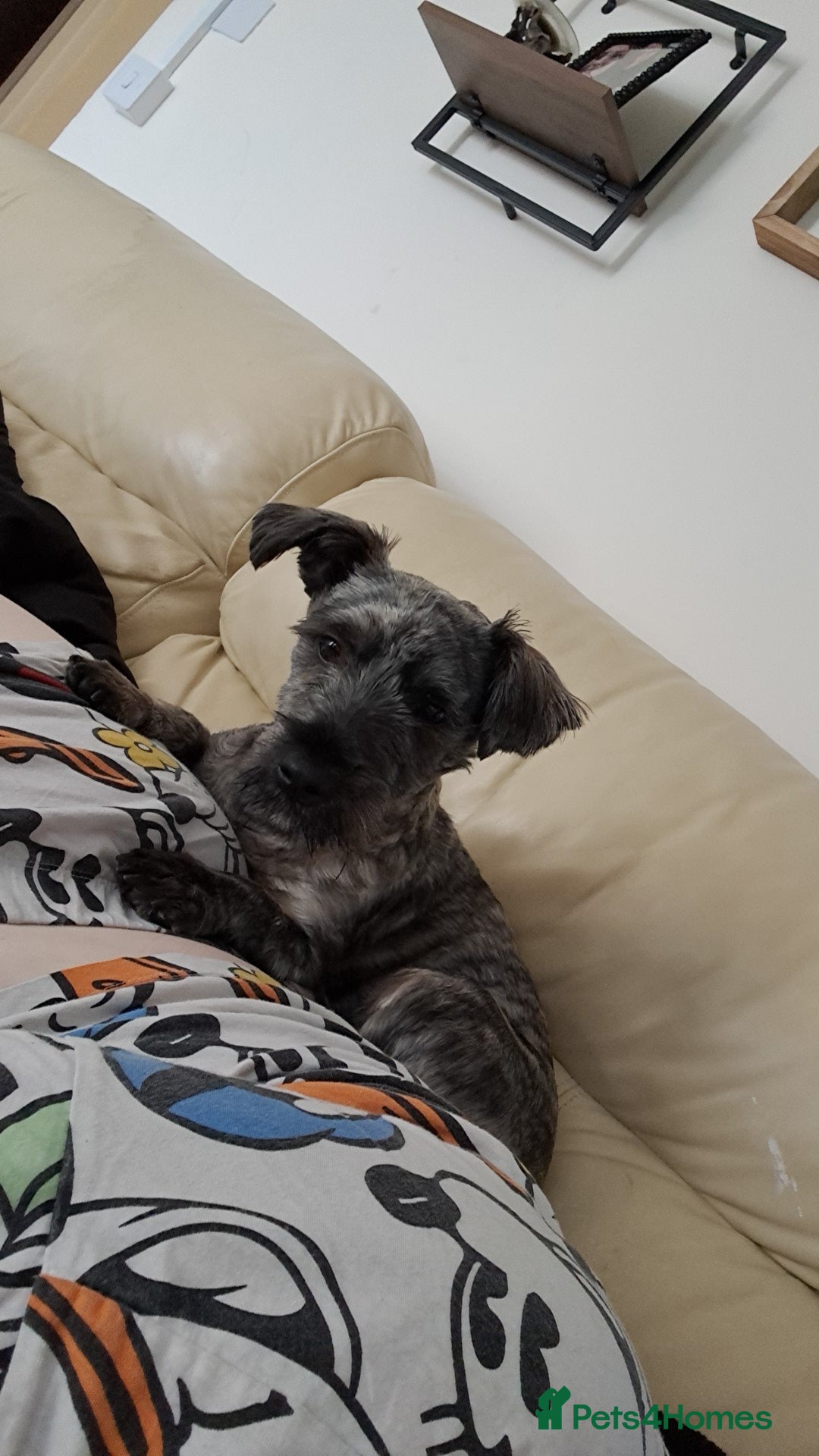 Mixed Breed dogs for sale: Westie cross  - Image 2