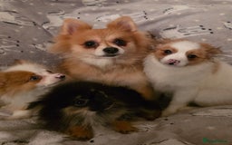 Pomchi dogs for sale: POMCHI PUPS - Image 1