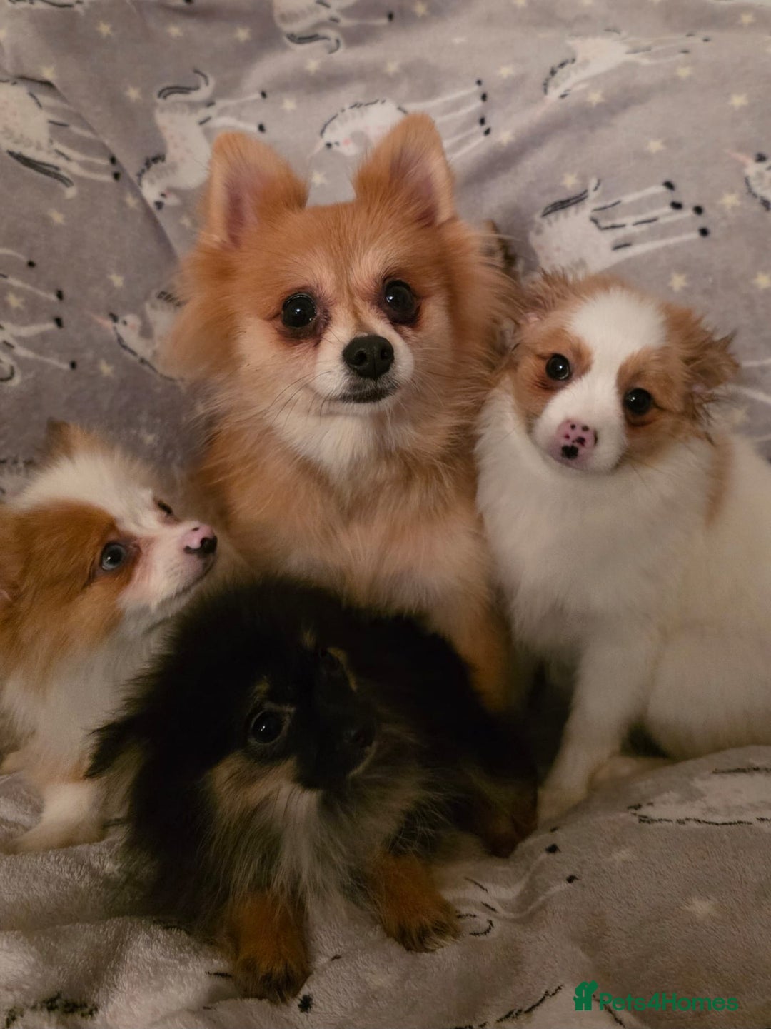 Pomchi dogs for sale: POMCHI PUPS - Image 1