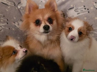 Pomchi dogs - Advert 1