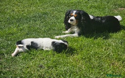 Cavalier King Charles Spaniel dogs for sale: Beautiful Cavalier King Charles Spaniel Puppy, F - Image 5