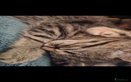 Mixed Breed cats for sale: Beautiful kittens  - Image 39