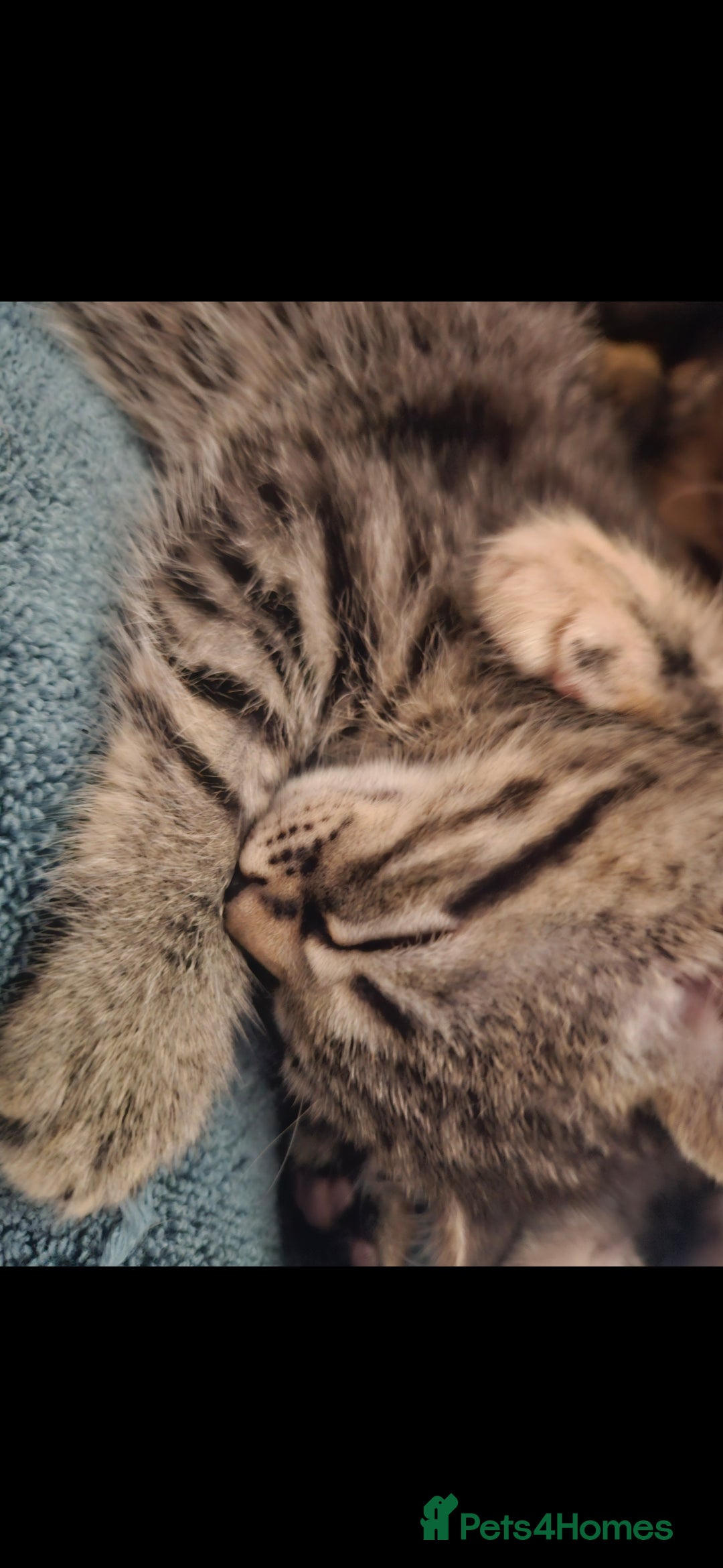 Mixed Breed cats for sale: Beautiful kittens  - Image 39
