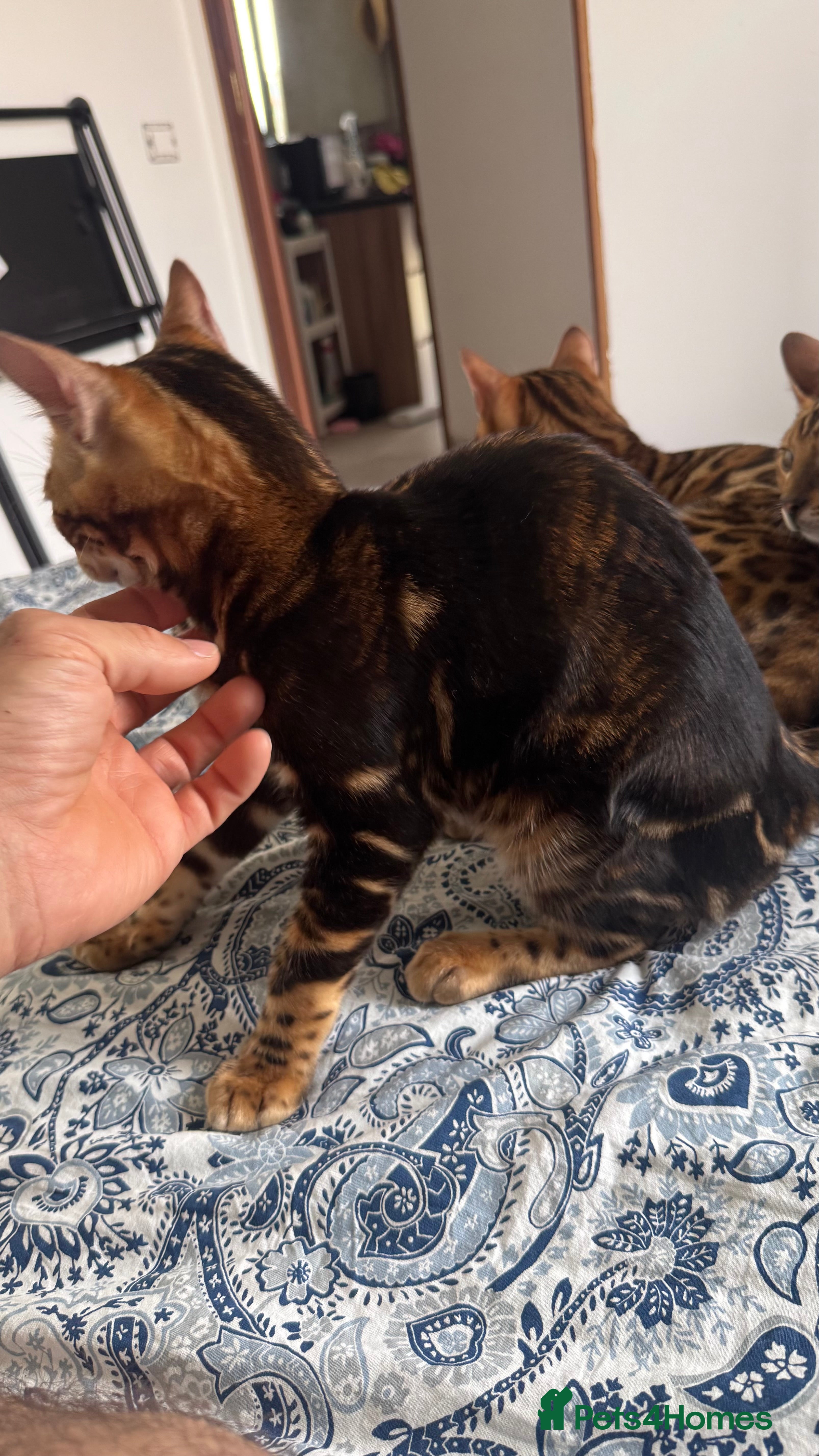 Bengal cats for sale: TICA Bengal cats adorable educated with kid NO UK  in London - Advert 30