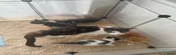 Mixed Breed cats for sale: Grey boy and girl ready for their forever homes - Advert 15