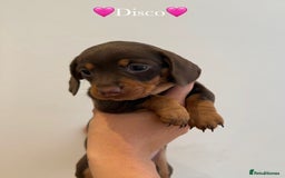 Dachshund dogs for sale: dachshund puppy’s for sale - Image 20