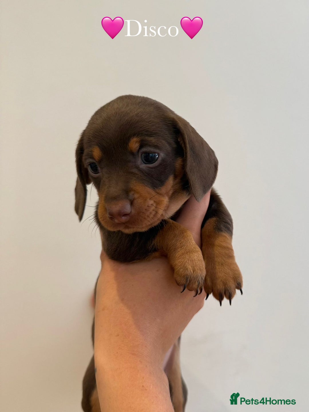 Dachshund dogs for sale: dachshund puppy’s for sale - Image 20