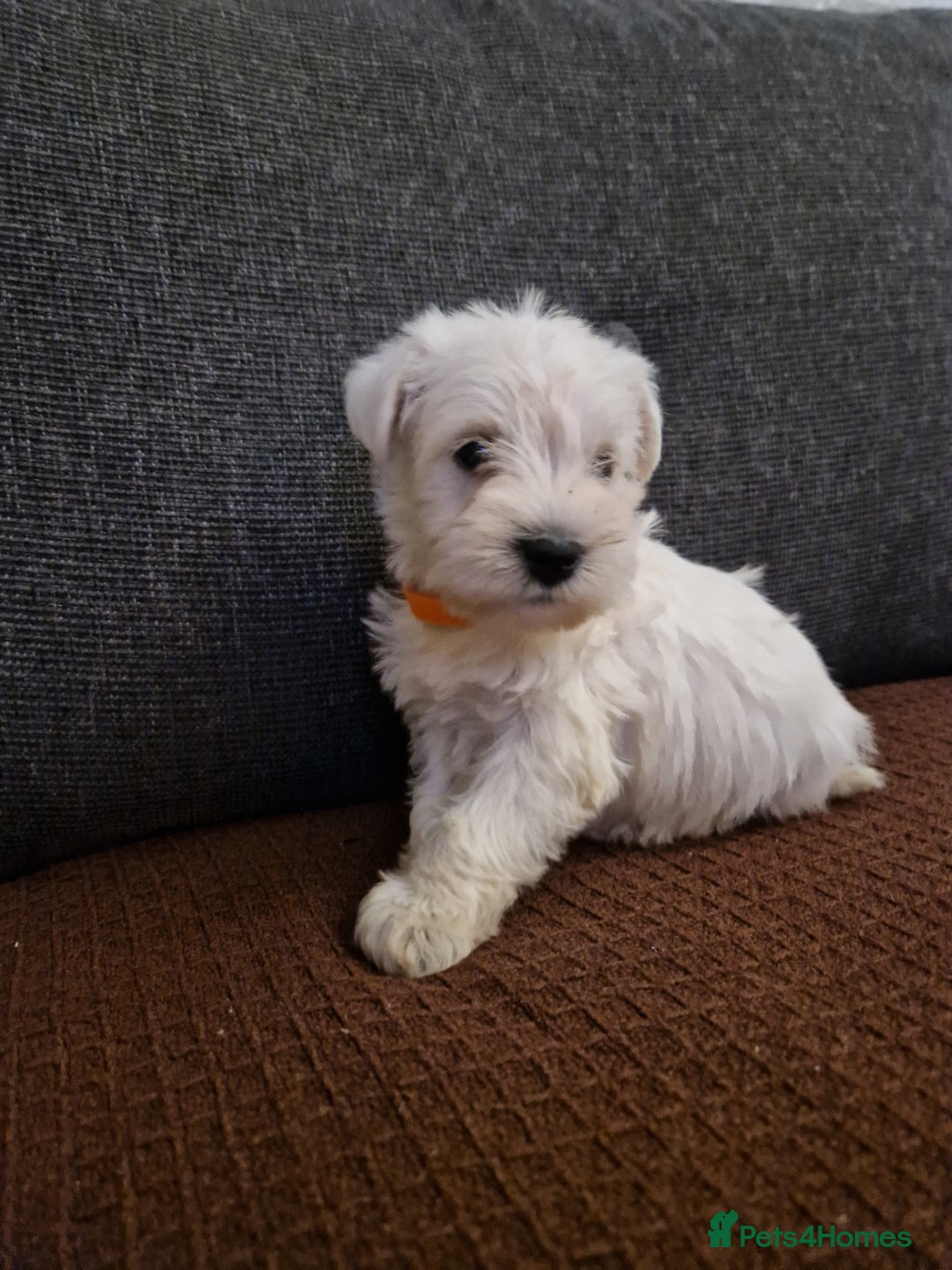 Miniature Schnauzer dogs for sale: Miniature schnauzer READY 21 DECEMBER  - Advert 2