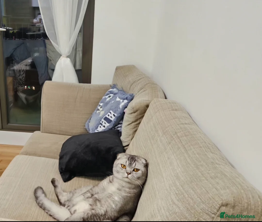 Scottish Fold cats for sale: Beautiful Scottish Fold Boy for Rehoming in Dagenham - Advert 4