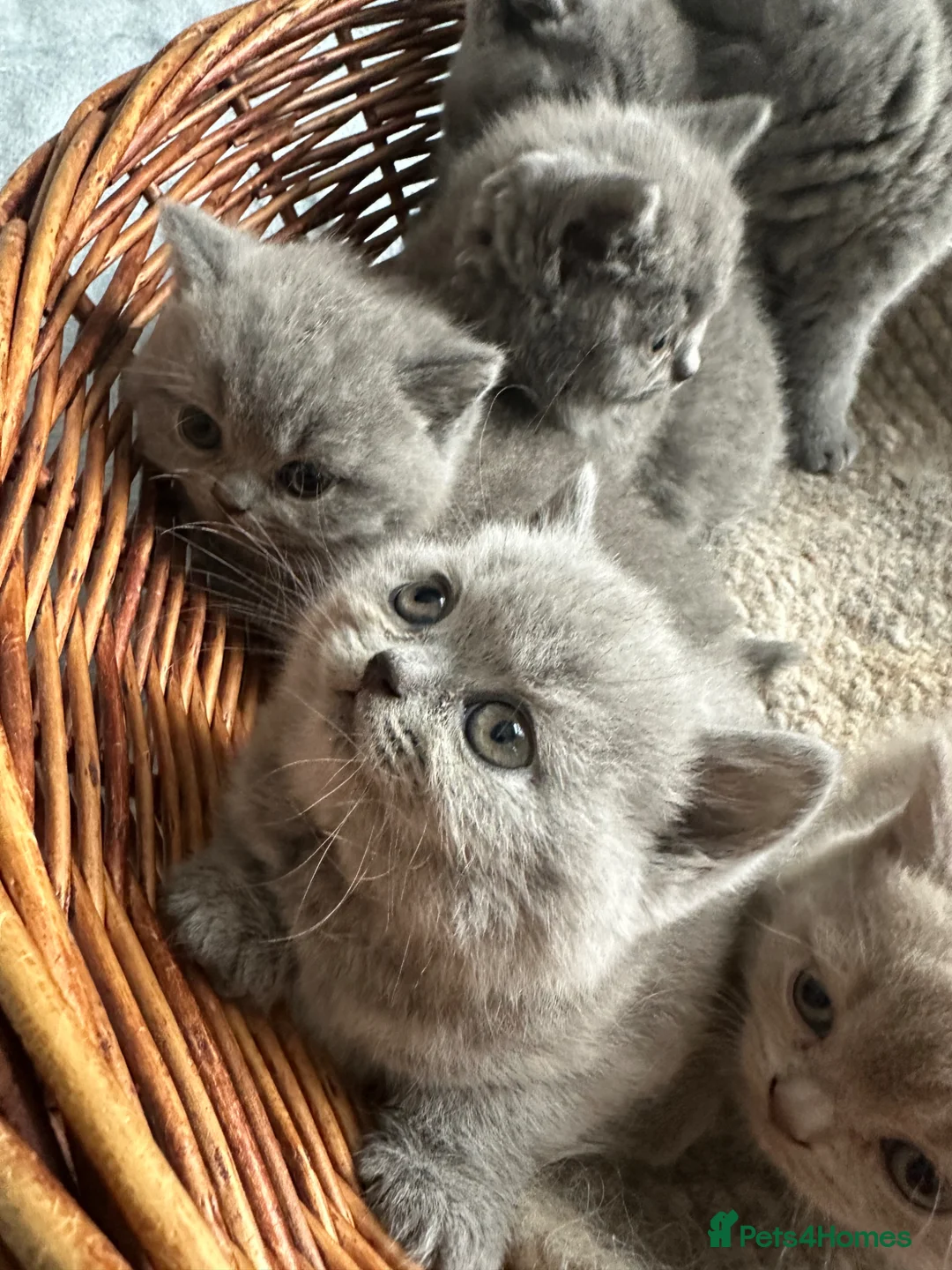 British Shorthair cats for sale: British Shorthair GCCF-registered Kittens  - Advert 2