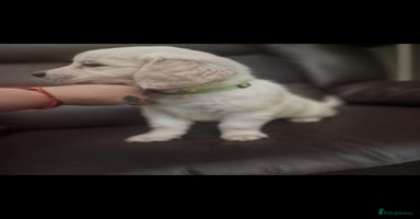 Golden Retriever dogs LAST BOY 1100 . 🐾Pure Golden retrievers puppy🐾 - Advert 9