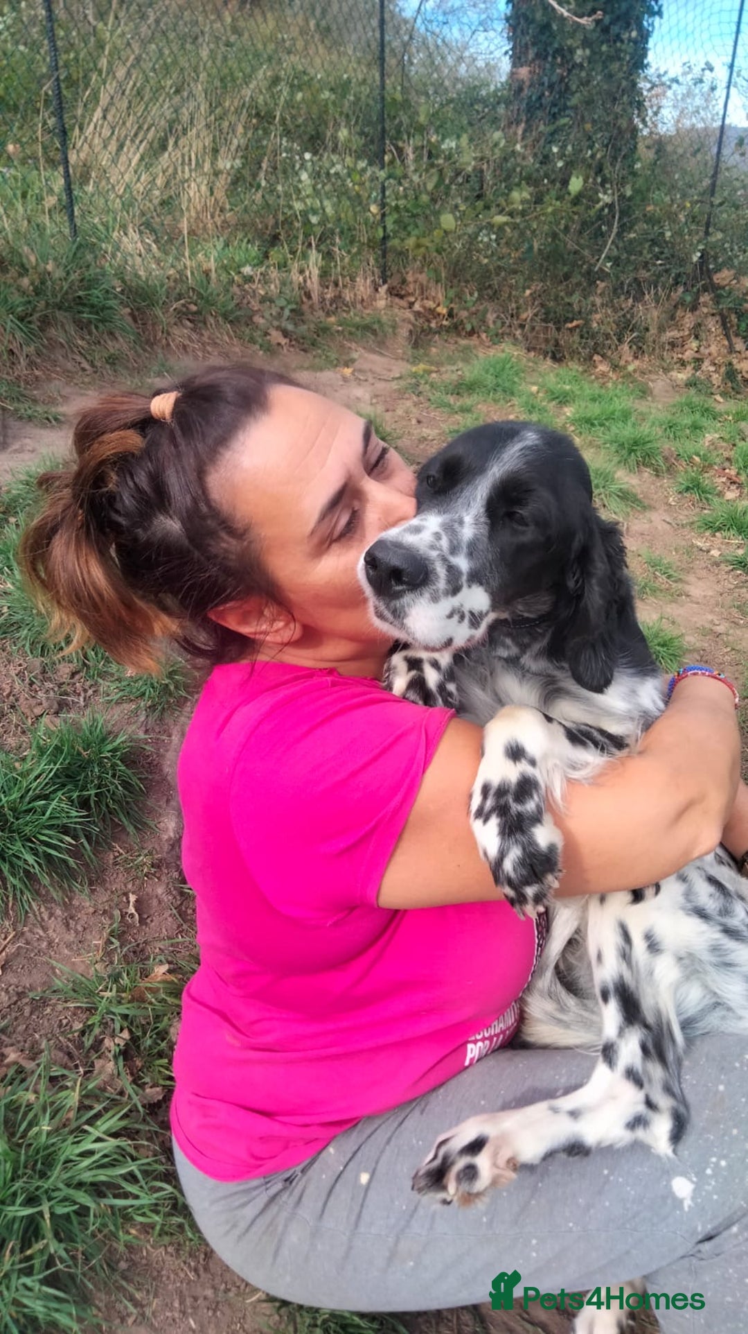 English Setter dogs for adoption: Ras   - Advert 6