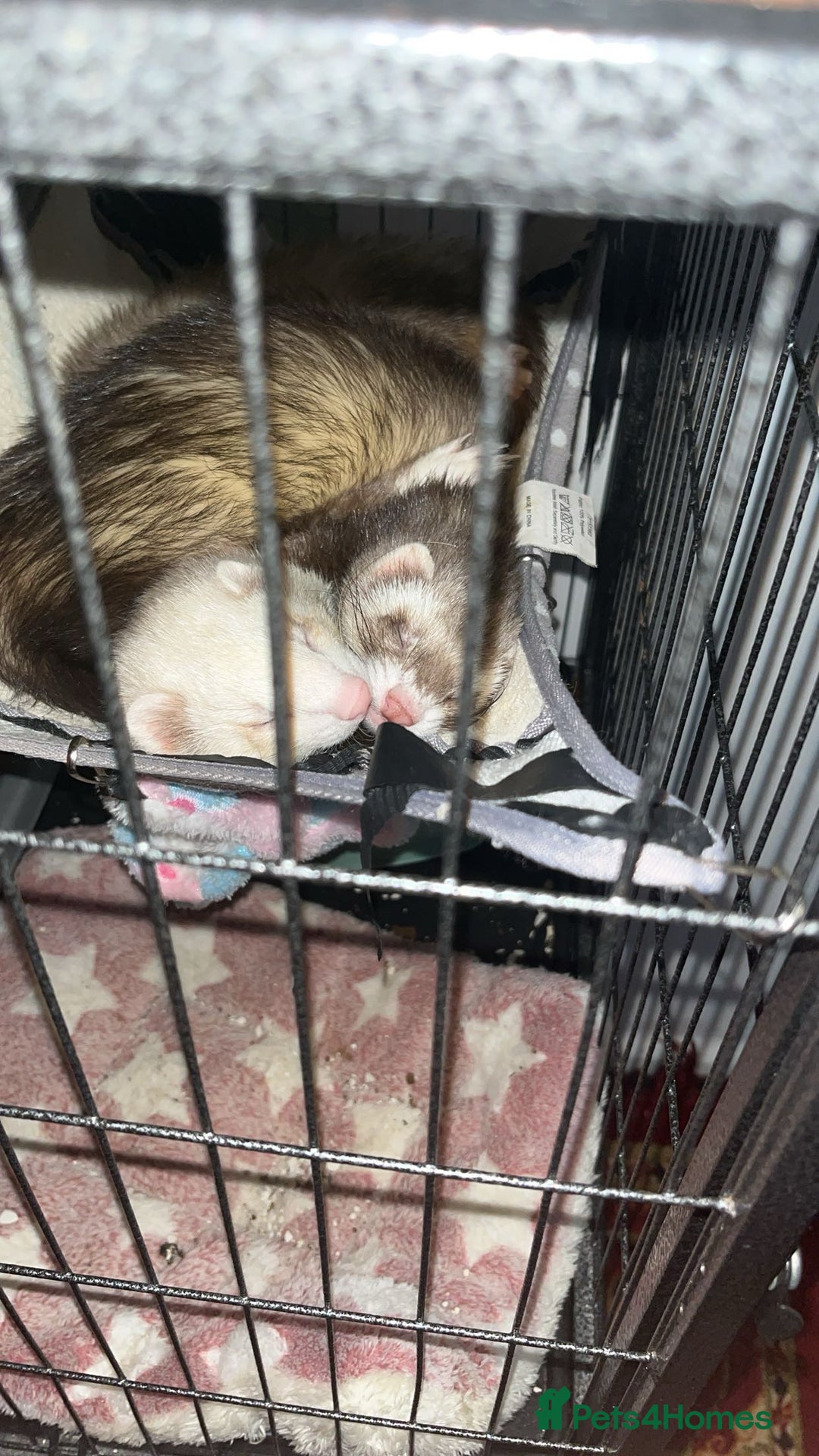 Ferret rodents for sale: Ferret  - Advert 3