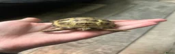 Tortoise reptiles for sale: baby horse field tortoise 🐢 ❤️  - Advert 5