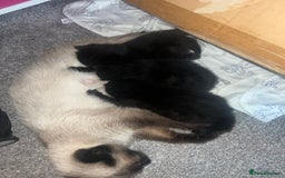 Siamese cats for sale: 3x Beautiful Siamese crossed tabby kittens  - Image 7