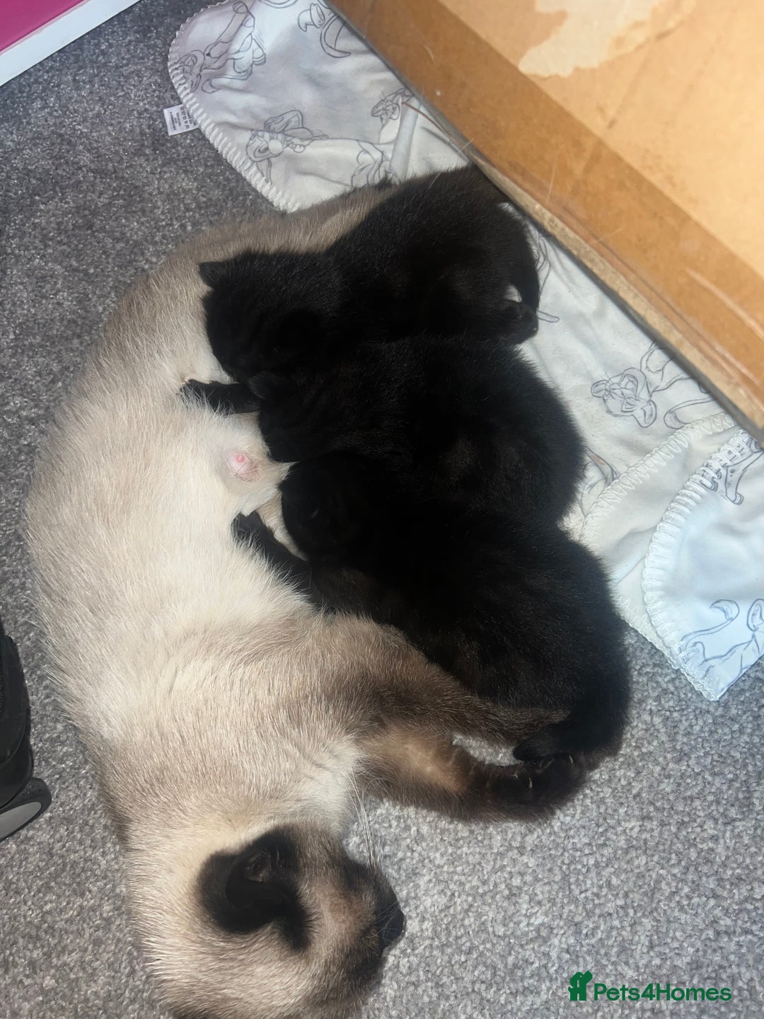 Siamese cats for sale: 3x Beautiful Siamese crossed tabby kittens  - Image 7