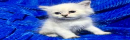 Siberian cats for sale: 💎💎GCCF Siberian Neva Masquerade Kittens💎💎 - Advert 8