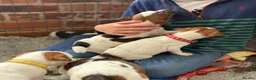 Jack Russell dogs for sale: KC Registered Jack Russell Puppies - Advert 4