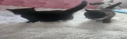 Mixed Breed cats for sale: Kittens looking for a good forever home - Advert 8