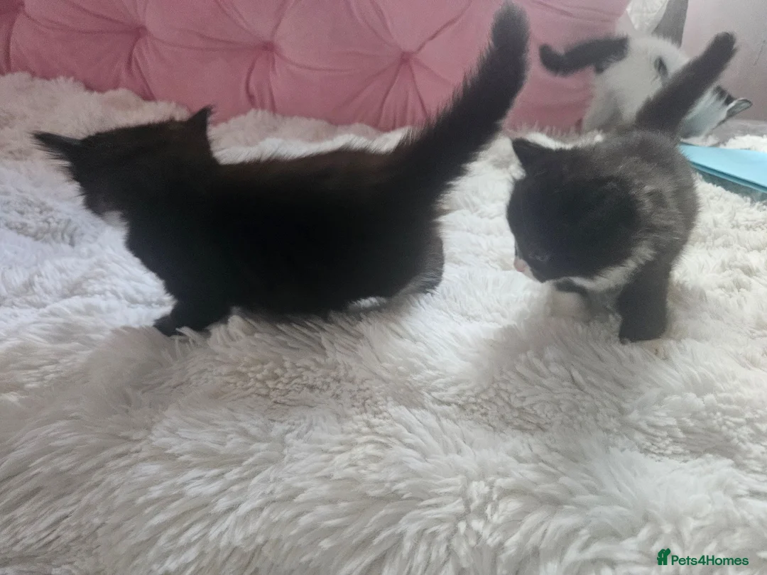 Mixed Breed cats for sale: Kittens looking for a good forever home - Advert 8
