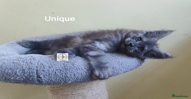 Maine Coon cats - Advert 9